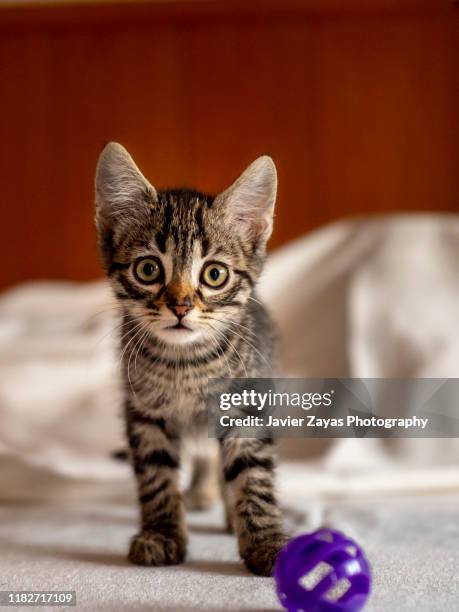 small kitten playing with a magenta ball - puppy eyes stock pictures, royalty-free photos & images