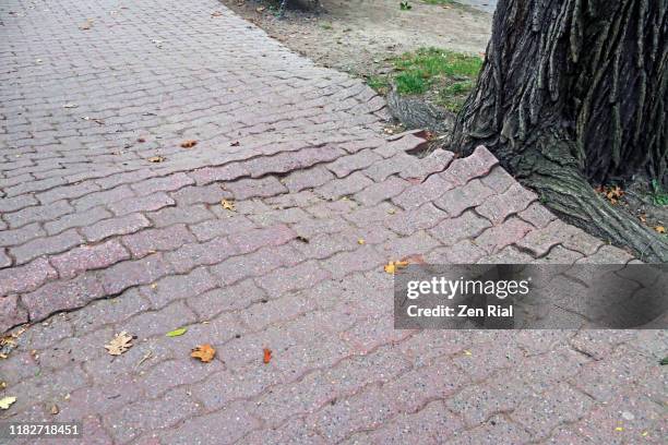 Tree Roots Pavement 157 Tree Roots Pavement Stock Photos, High-Res Pictures, and Images ...