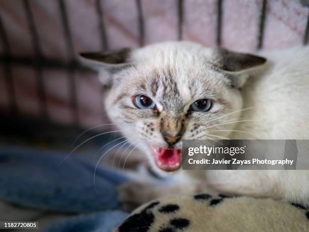 aggressive angry kitten in cage - hostiles stock pictures, royalty-free photos & images