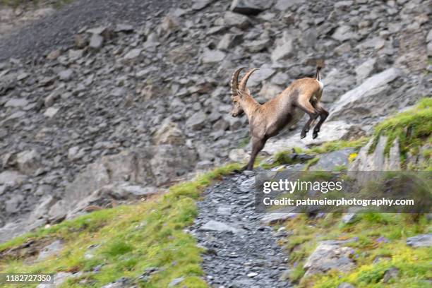 mountain animals in the wild - young male ibex (steinbock) - swiss ibex bildbanksfoton och bilder