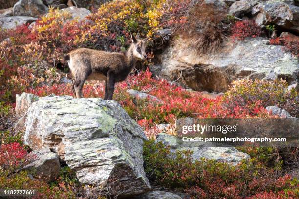mountain animals in the wild - young baby chamois mountain goat (gämse) - guarda switzerland fotografías e imágenes de stock