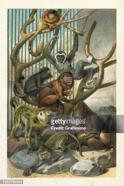 bildbanksillustrationer, clip art samt tecknat material och ikoner med babian gibbon mandrill gamla världen apor illustration - gibbon människoapa