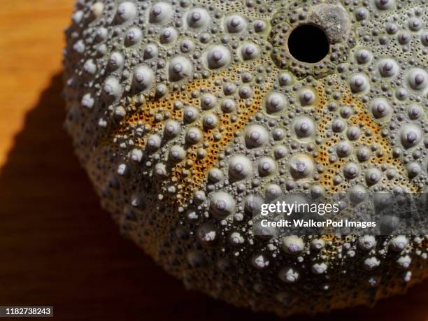 Holey Shells Shell Holes Photos and Premium High Res Pictures - Getty Images