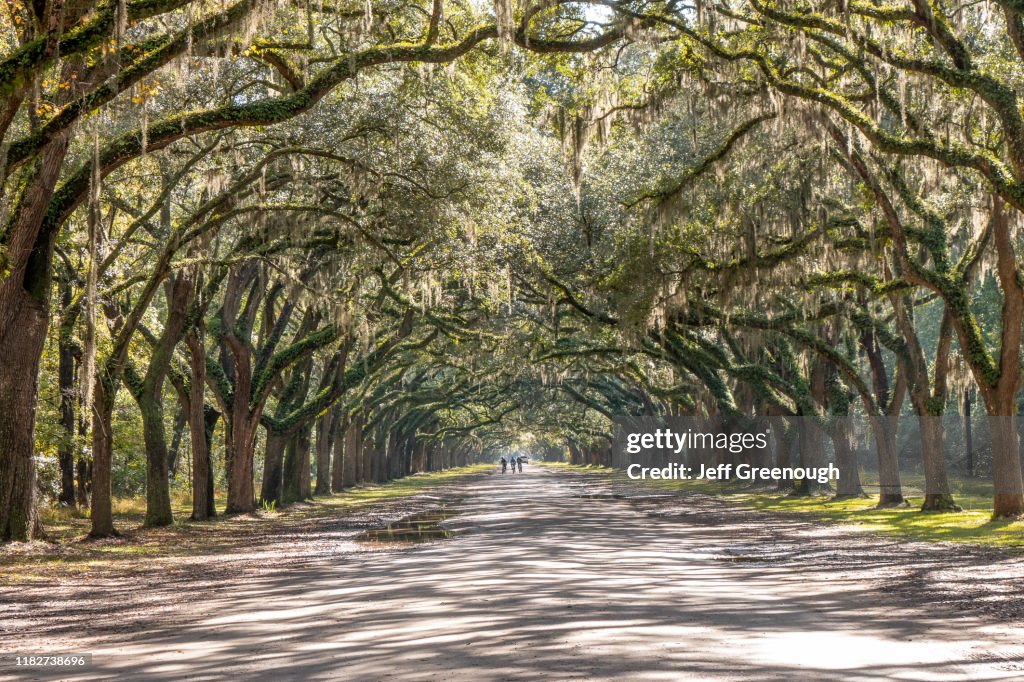 Treelined road with Spanish moss on Wormsloe Historic Site in Savannah, USA