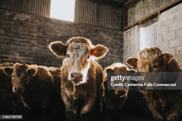 cattle - cowshed stock pictures, royalty-free photos & images