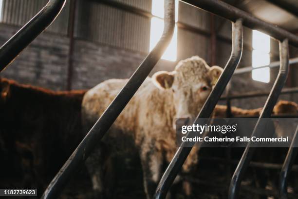 cattle - cowshed stock pictures, royalty-free photos & images