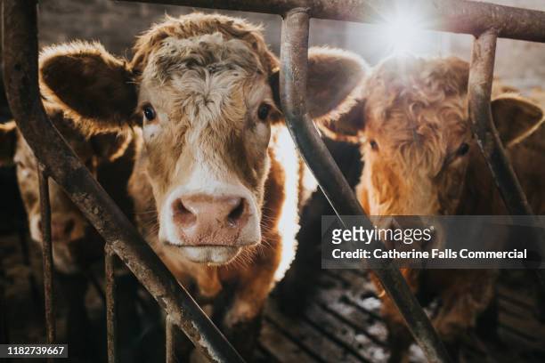 cattle - cowshed stock pictures, royalty-free photos & images