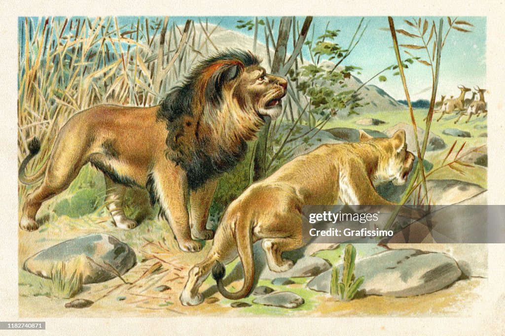 African Lion couple hunting antelopes illustration