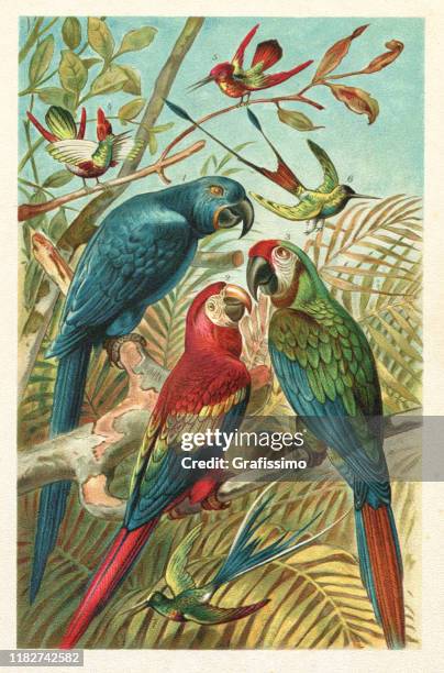 bildbanksillustrationer, clip art samt tecknat material och ikoner med scarlet hyacinth ara colibri i regnskogen illustration - papegoja