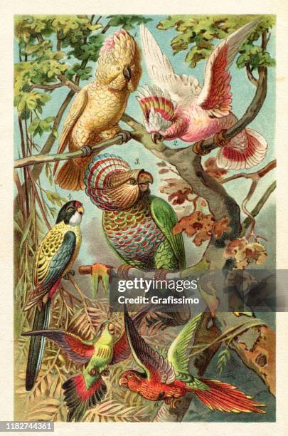major mitchell's cockatoo parrot of australia illustration - animal vintage stock illustrations