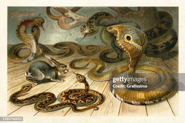 rattlesanke viper und kobra jagd kaninchen illustration - serpent stock-grafiken, -clipart, -cartoons und -symbole