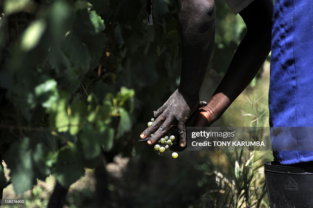 Workers pick grapes on June 17, 2011 for