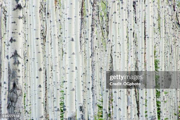 white birch tree forest - berk stockfoto's en -beelden