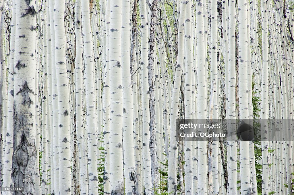 White birch tree forest