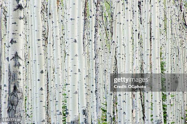 white birch tree forest - björk bildbanksfoton och bilder