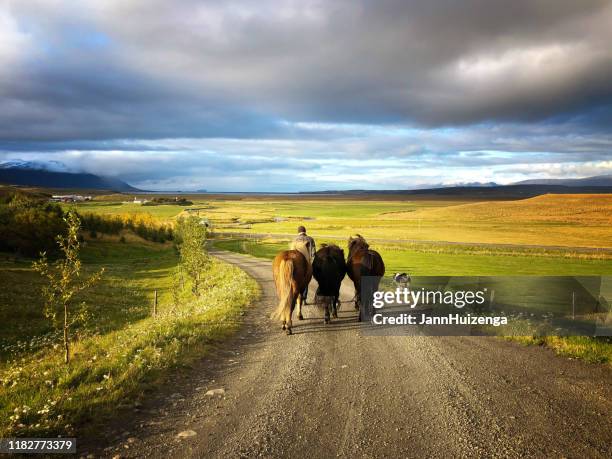 sauðárkrókur, iceland: man leading icelandic horses at dusk - iceland horse stock pictures, royalty-free photos & images