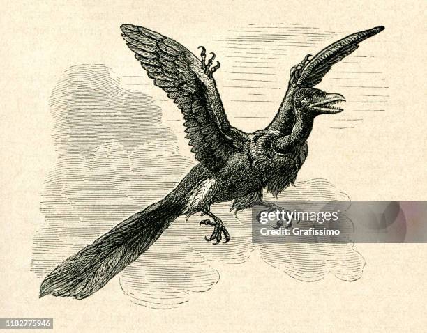 archaeopteryx bird-like dinosaurs flying illustration - dinosaur drawing stock illustrations