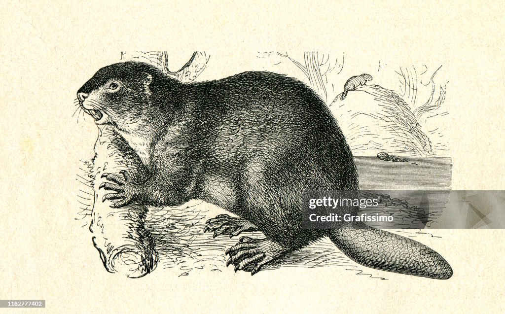 Europäischer Biber schneidet Baum Illustration