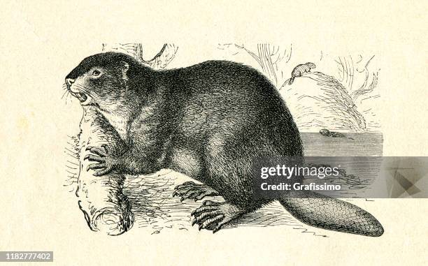 illustrazioni stock, clip art, cartoni animati e icone di tendenza di illustrazione dell'albero di taglio dei castori europei - beaver