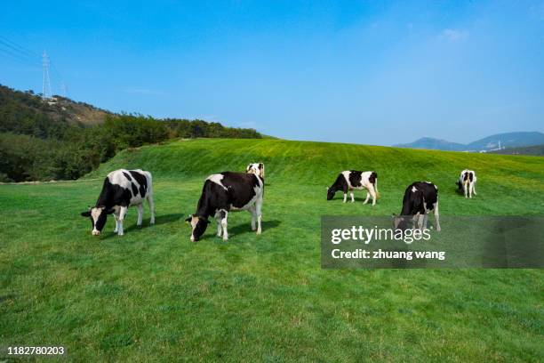 grass and cows - grazen stockfoto's en -beelden