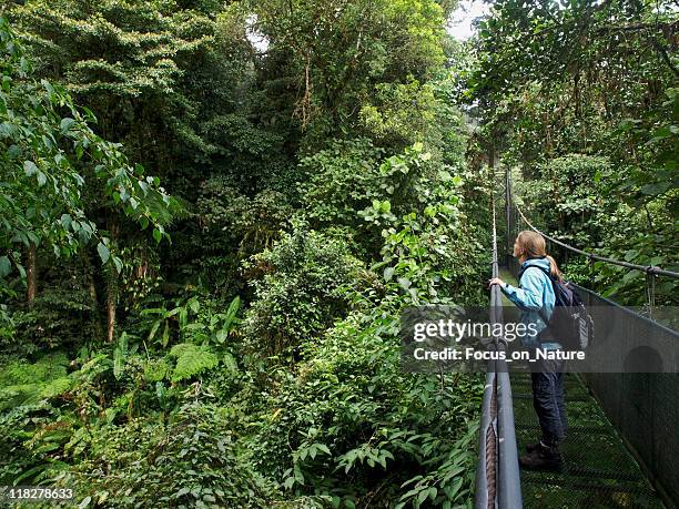 hanging bridge - monteverde cloud forest reserve stock pictures, royalty-free photos & images