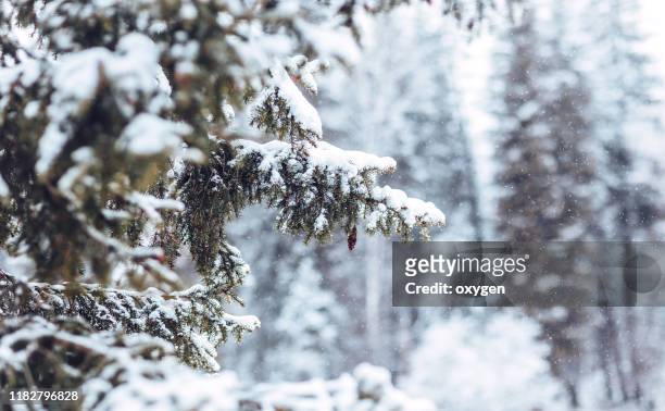 close up christmas of a snowy evergreen fir tree in winter - evergreen forest stock-fotos und bilder