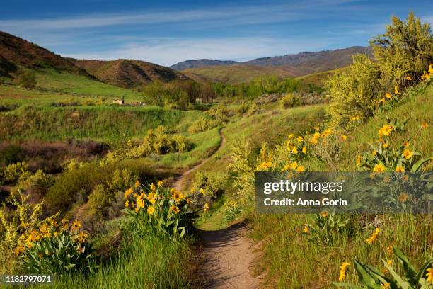 footpath leads through green meadow and yellow arrowleaf balsamroot flowers in springtime in boise idaho foothills (military reserve park) - boise stockfoto's en -beelden