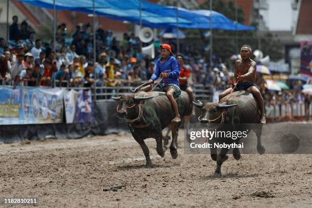 chonburi traditional buffalo race festival 2019 - province de chonburi photos et images de collection