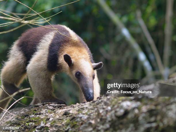 cores tamanduá - tamandua anteater - fotografias e filmes do acervo