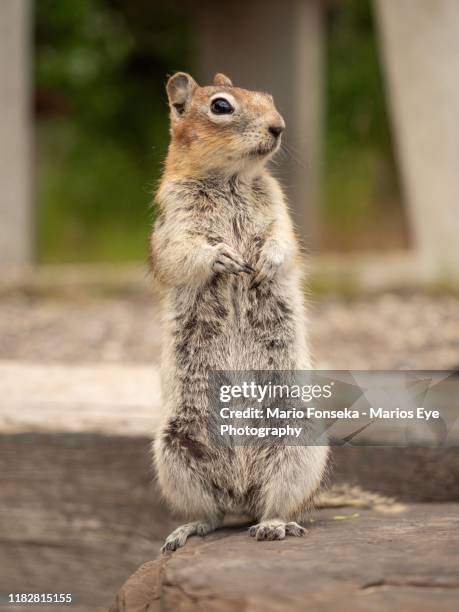 baby squirrel standing up and looking to the right - chipmunk stock pictures, royalty-free photos & images