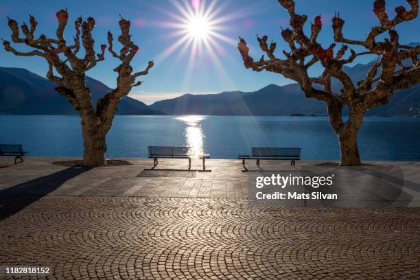 bench and bare trees on waterfront with mountain and sunbeam - ascona 個照片及圖片檔