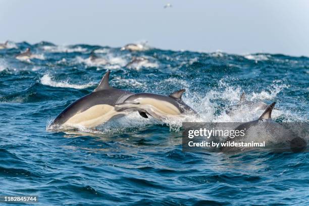 large pod of common dolphins travelling during the sardine run, east coast of south africa. - wild coast stock pictures, royalty-free photos & images