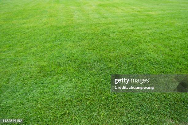 grassland - green golf course fotografías e imágenes de stock