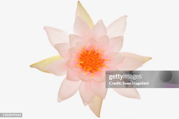 a pink water lily flower - lotus flower studio stock pictures, royalty-free photos & images