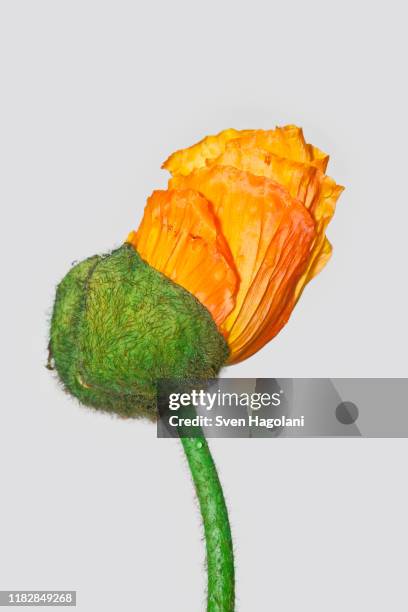 a poppy bud opening - bud opening stock pictures, royalty-free photos & images