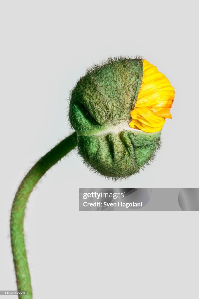 A poppy bud opening