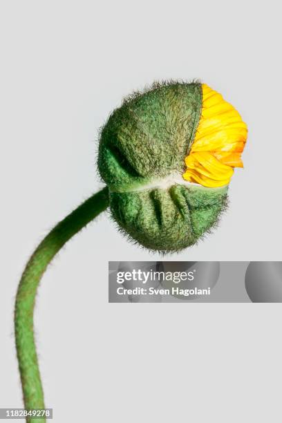 a poppy bud opening - flower close up stock pictures, royalty-free photos & images