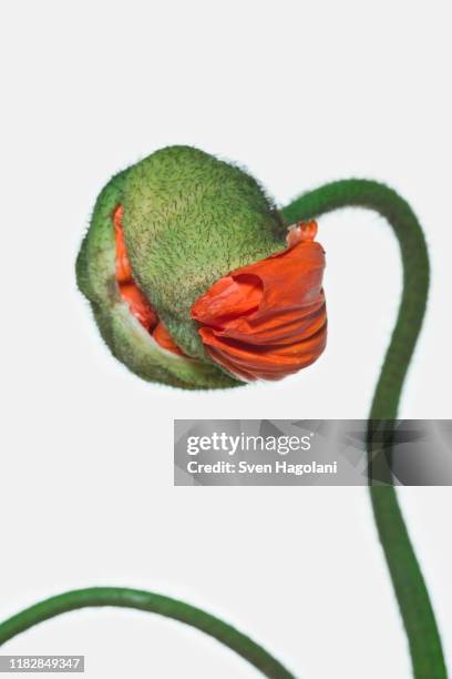 a poppy bud opening - bud opening stock pictures, royalty-free photos & images