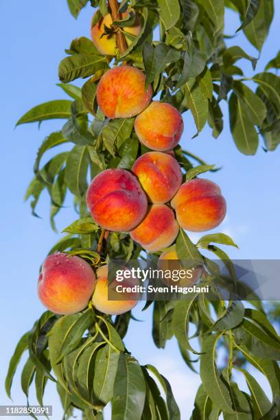 peaches growing on a tree - pfirsichbaum stock-fotos und bilder