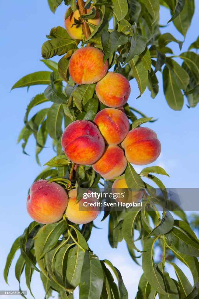 Peaches growing on a tree