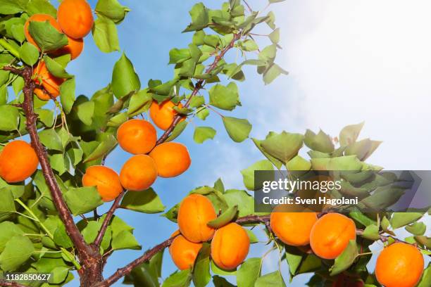 the sun shining on apricots growing on an apricot tree - abricoteiro - fotografias e filmes do acervo