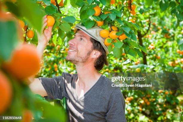 a man picking an apricot off an apricot tree - apricot tree stock pictures, royalty-free photos & images