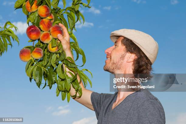 a man picking an peach off an apricot tree - peach orchard stock-fotos und bilder