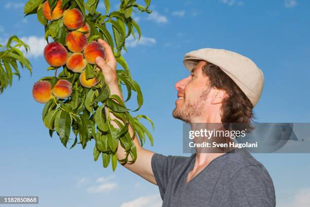 a man picking an peach off an apricot tree - peach orchard stock pictures, royalty-free photos & images