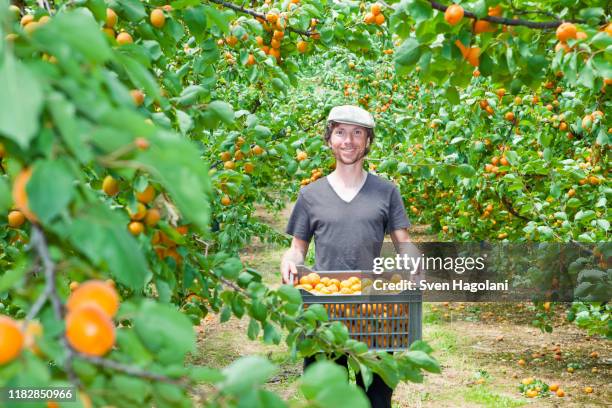 a man holding a crate full of apricots in an orchard - abricoteiro - fotografias e filmes do acervo