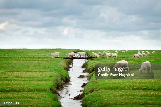 flock of sheep crossing footbridge in schleswig holstein, germany - sheep walking stock pictures, royalty-free photos & images