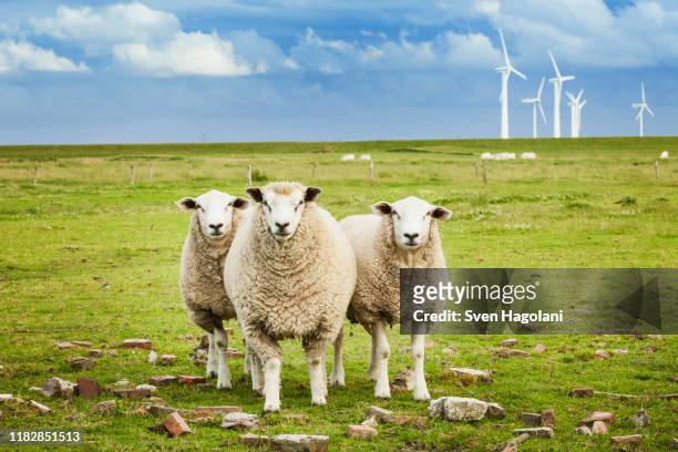 three sheep on pasture with wind farm in background in schleswig-holstein, germany - sheep stock pictures, royalty-free photos & images