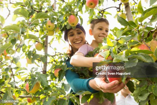 happy mother and son picking apples at orchard - apfelbaum stock-fotos und bilder
