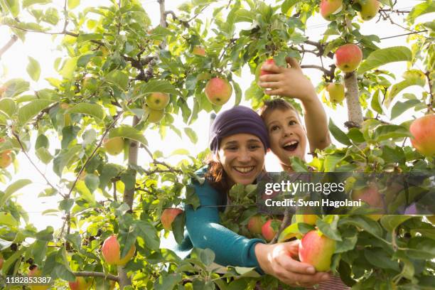 Family Apple Tree Photos and Premium High Res Pictures - Getty Images
