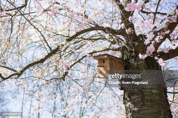 birdhouse in idyllic spring cherry blossom tree - first sunny spring day in berlin stock pictures, royalty-free photos & images